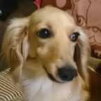 ラズベリー