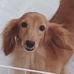 ひまり
