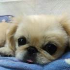 みかん