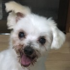 ベル