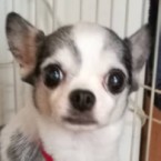 ブエナ
