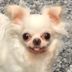 ハニー