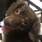 ブラウニー