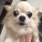 ミハ