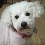 パーシー