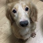 パウロ