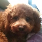 小太郎