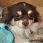 きのこ