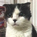 オセロ