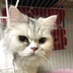 ユミ