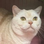 チャトラン