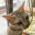 なみ