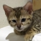 Ｂちゃん