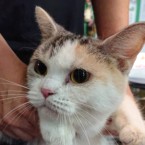 ハミ