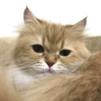 ビューティ