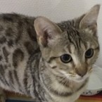 ミティ