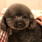 ヘイス