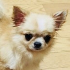 プチ