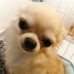 エール