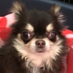 コモ