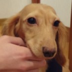 ニコ