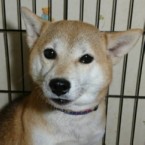 ゆめ