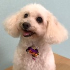 ミッシュ