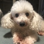 シュクル
