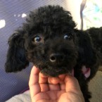 ピッチ