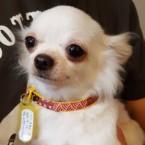 テネル