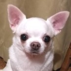 さくら