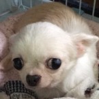 椿