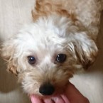 あおい