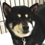 ゆに