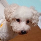 アンソニー