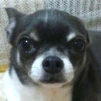 きなこ