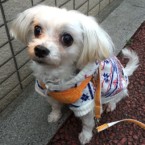 パリス