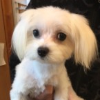 もち