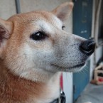 アサ