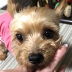 コート