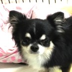 ボス