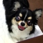 くまちゃん