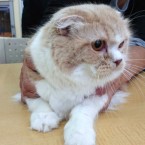 キャラ