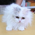 レディ