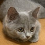 ナラ