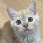 バンニ