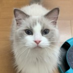 ルーシー
