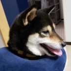 めかぶ
