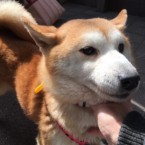 いずみ