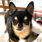 ぼぶ